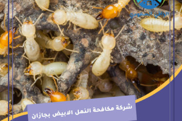 شركة مكافحة النمل الابيض بجازان