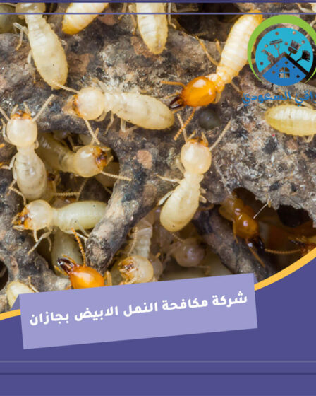 شركة مكافحة النمل الابيض بجازان