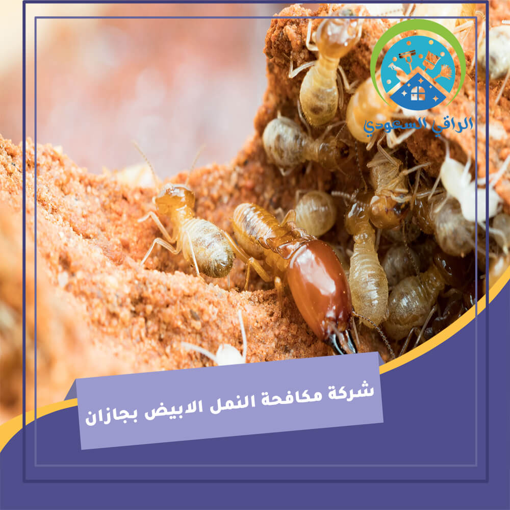 شركة مكافحة النمل الأبيض بجازان: حلول شاملة لحماية منزلك