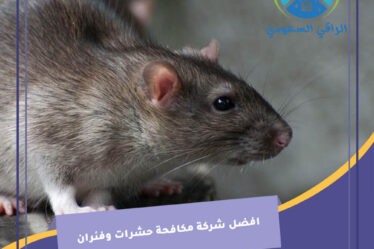 افضل شركة مكافحة حشرات وفئران