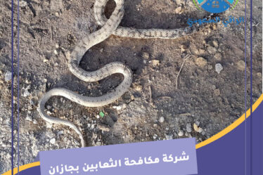 شركة مكافحة الثعابين بجازان