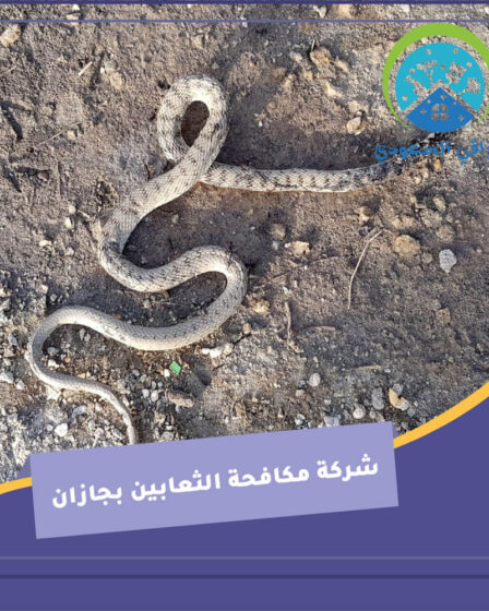 شركة مكافحة الثعابين بجازان