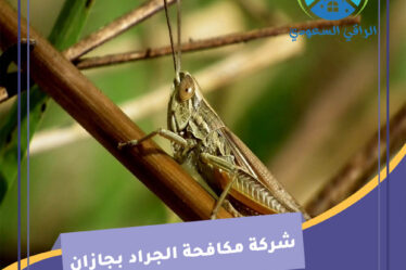شركة مكافحة الجراد بجازان