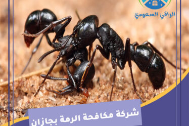 شركة مكافحة الرمة بجازان