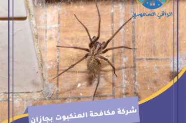 شركة مكافحة العنكبوت بجازان