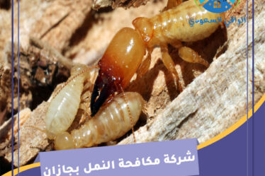 شركة مكافحة النمل بجازان