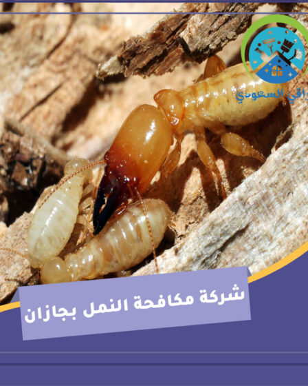 شركة مكافحة النمل بجازان