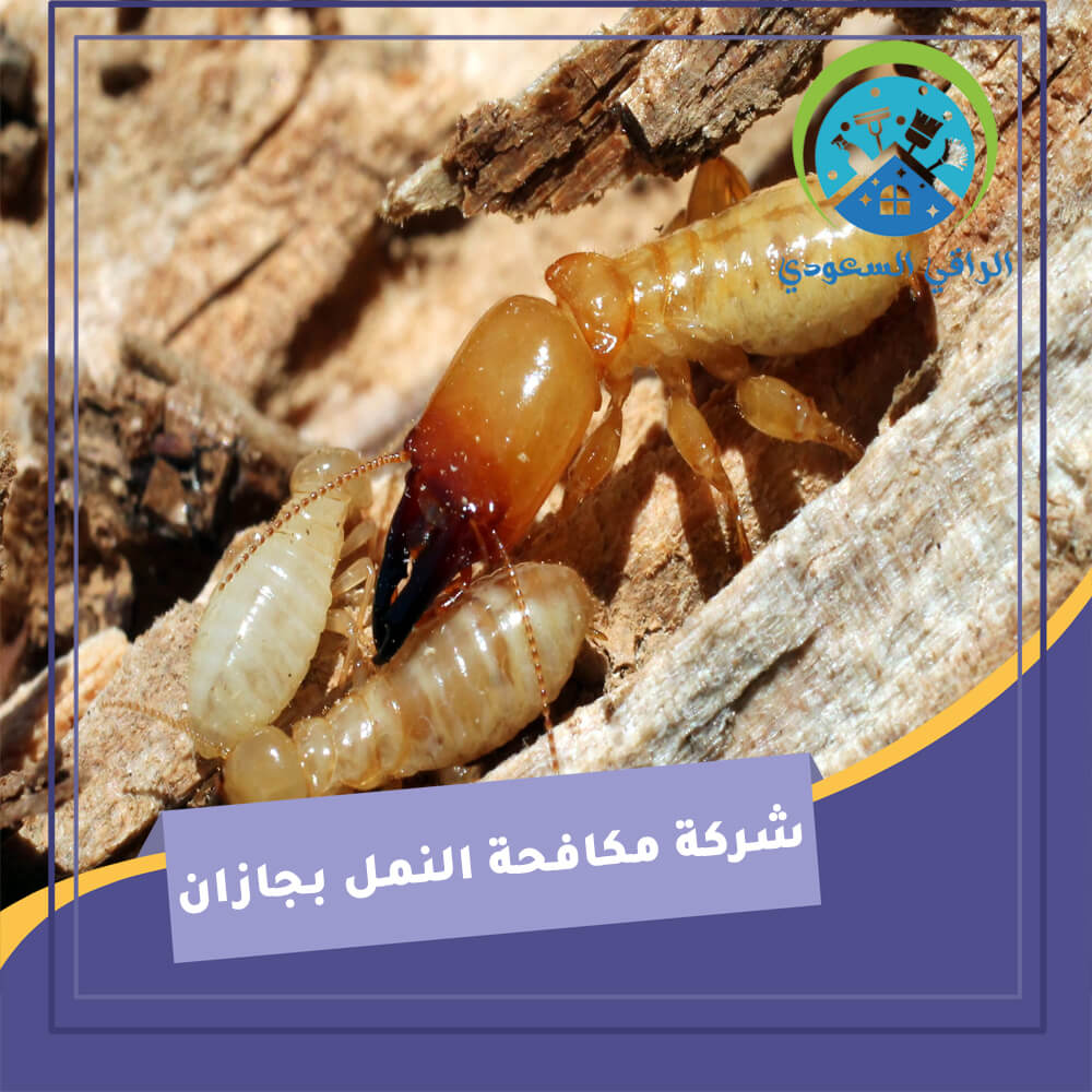 شركة مكافحة النمل بجازان