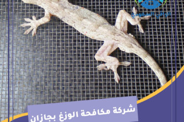 شركة مكافحة الوزغ بجازان