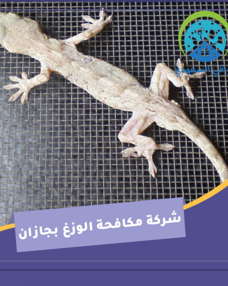 شركة مكافحة الوزغ بجازان